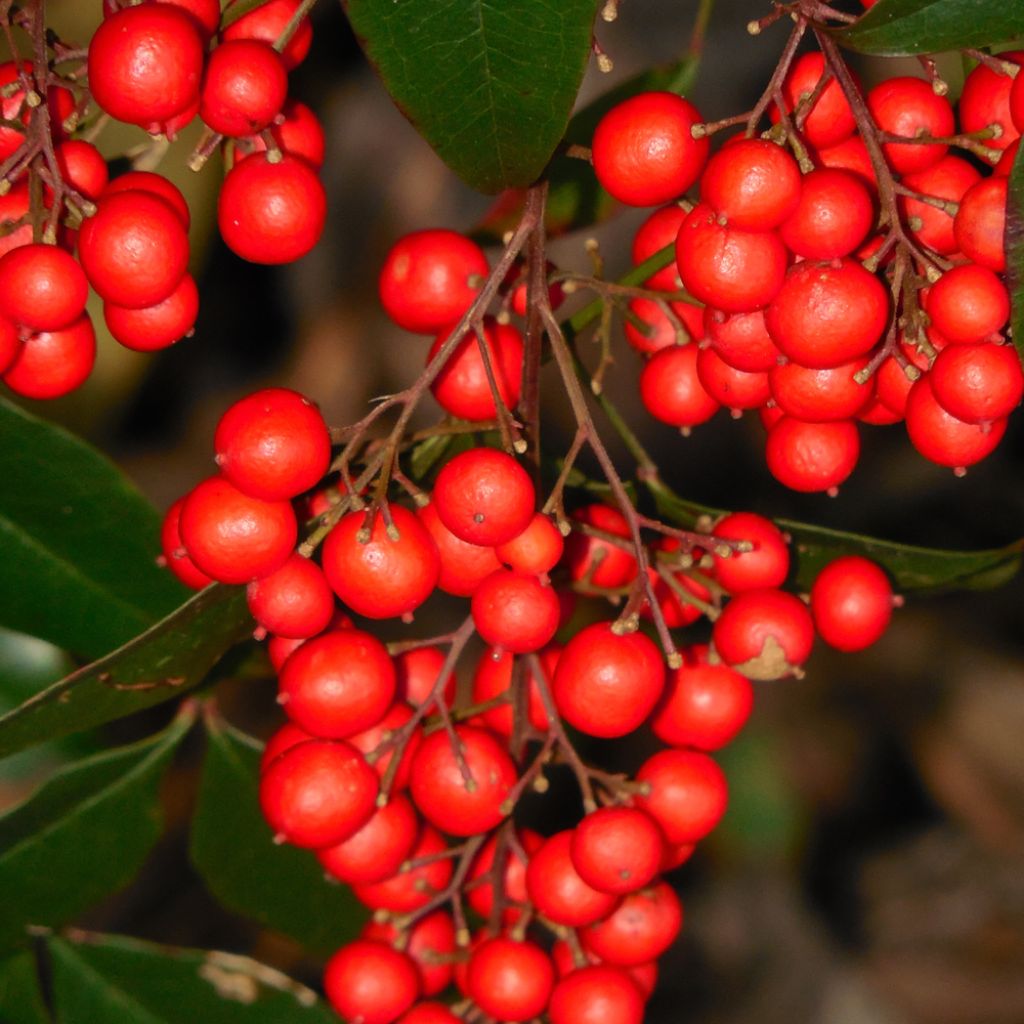 Nandina domestica Richmond - Himmelsbambus