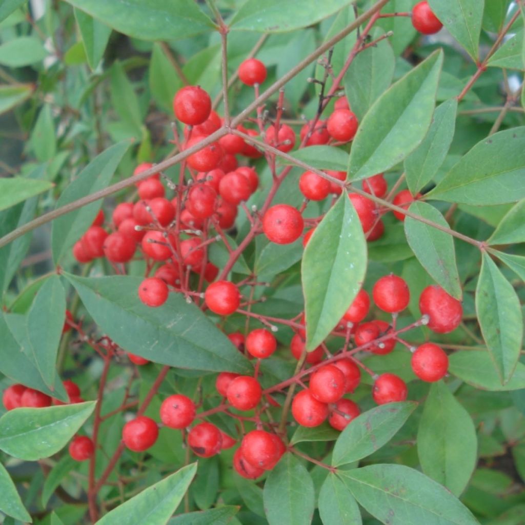 Himmelsbambus - Nandina domestica