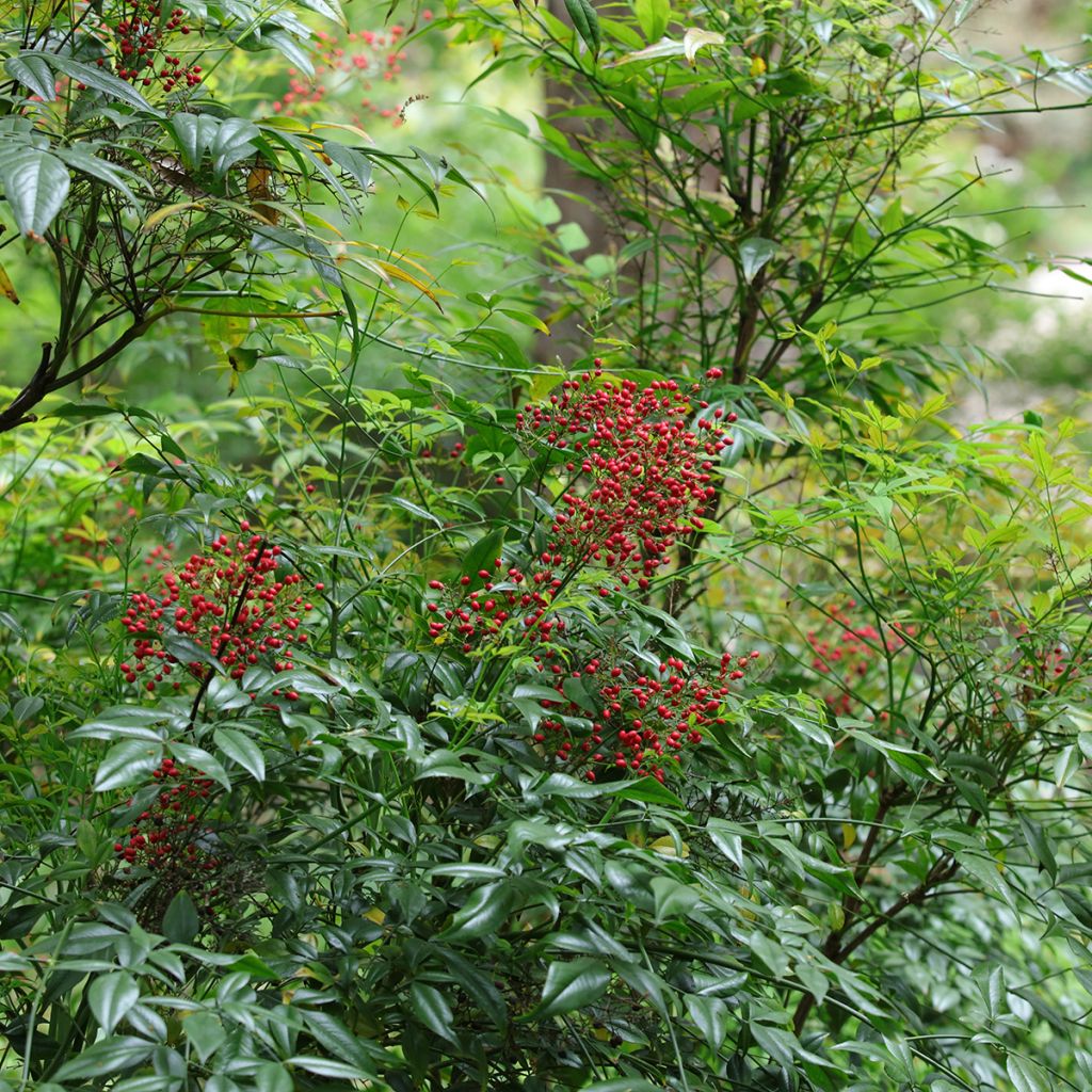 Himmelsbambus - Nandina domestica