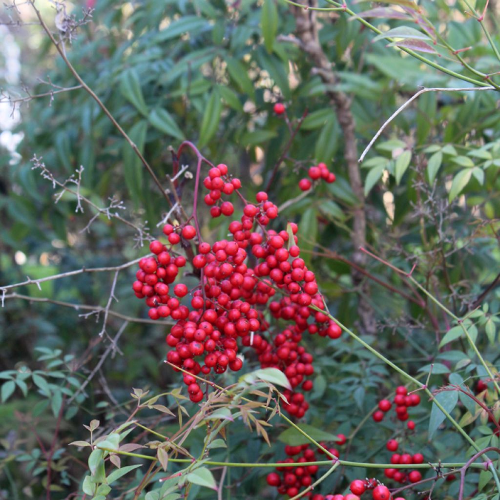 Himmelsbambus - Nandina domestica