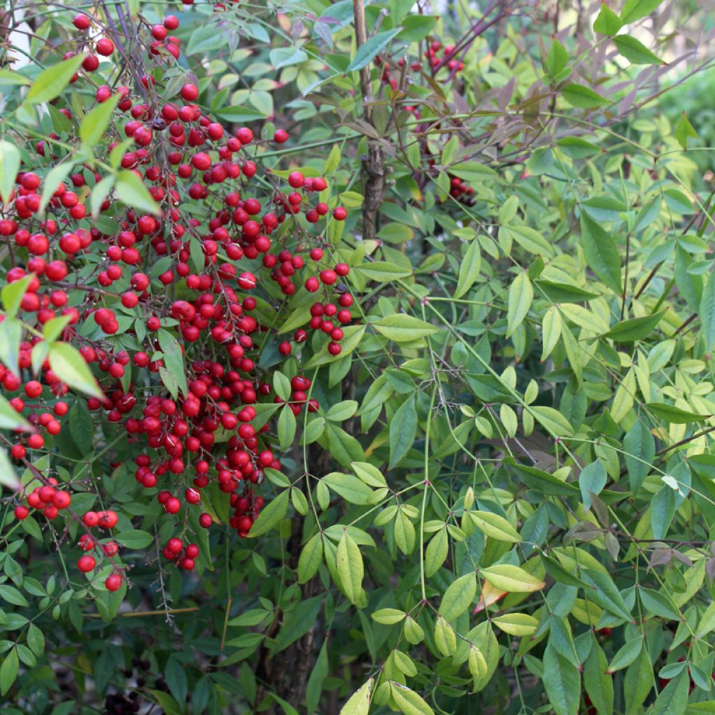 Himmelsbambus - Nandina domestica