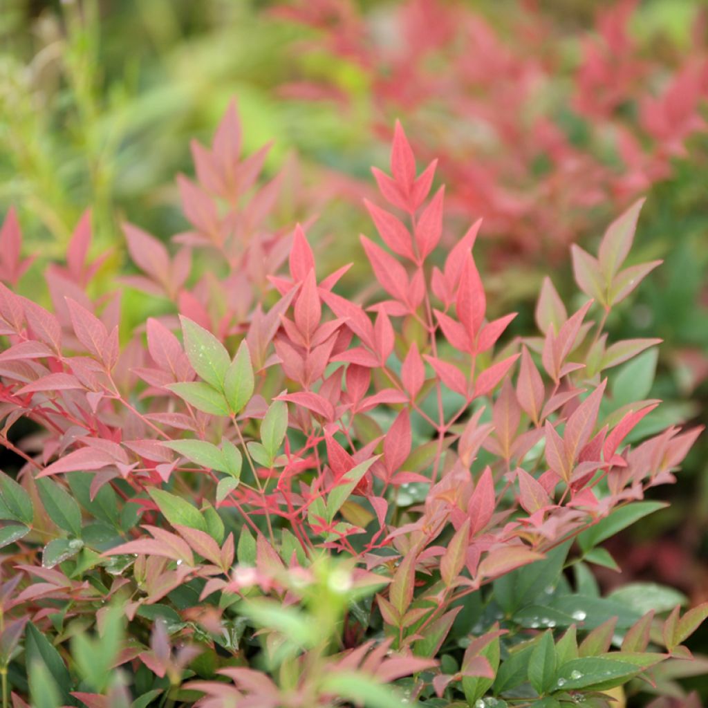 Nandina domestica Magical Sunrise - Himmelsbambus