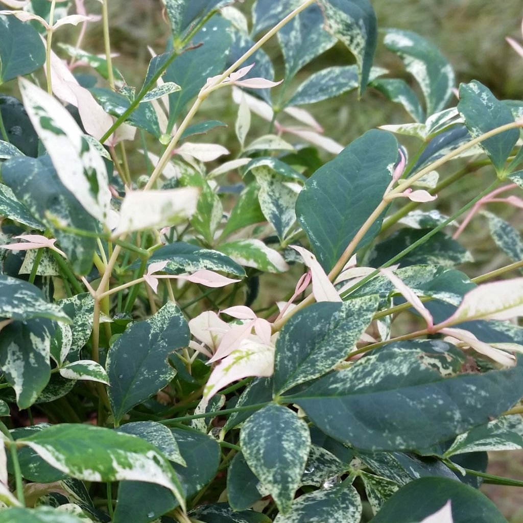 Nandina domestica Twilight - Himmelsbambus