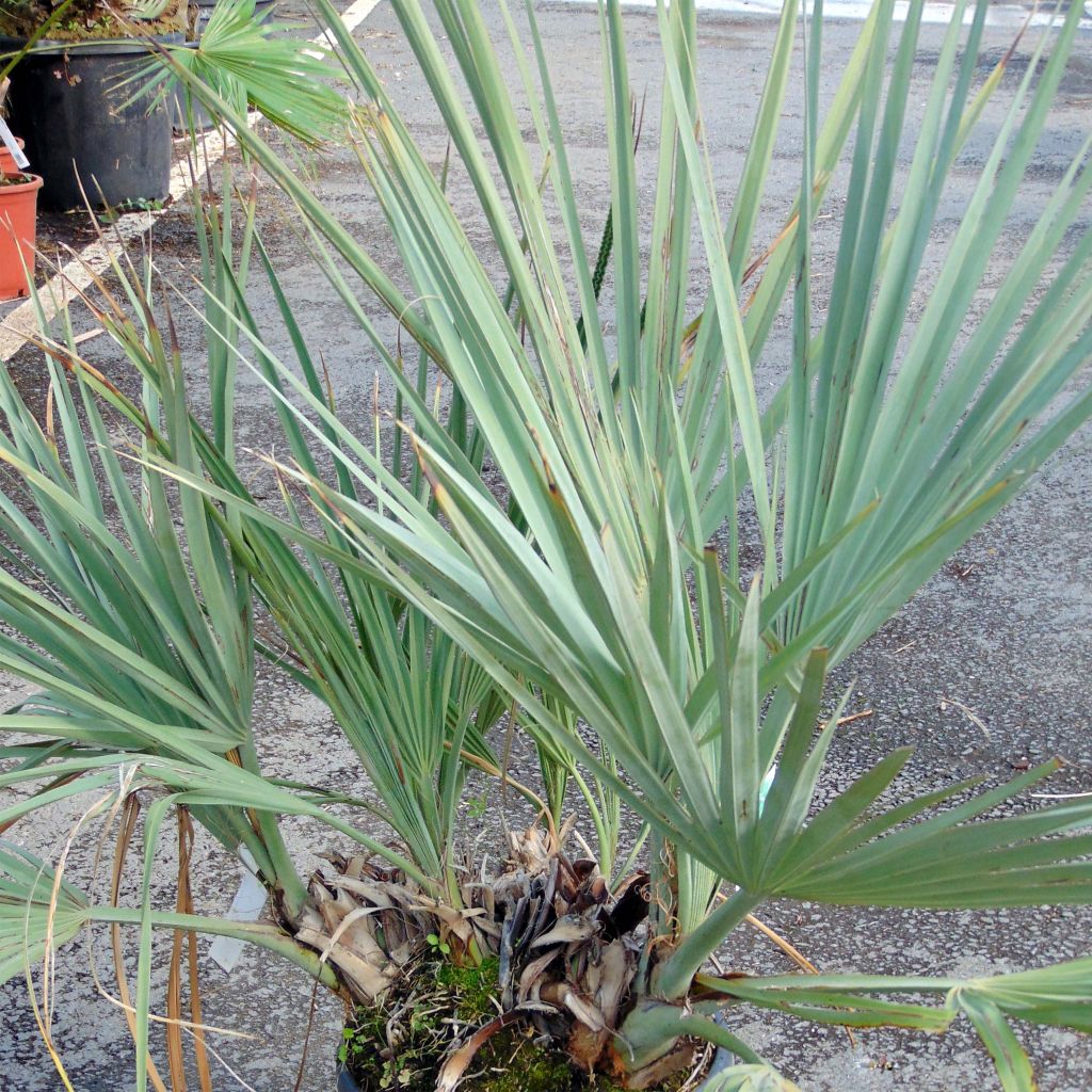 Nannorrhops ritchiana Silver - Palmier Mazari