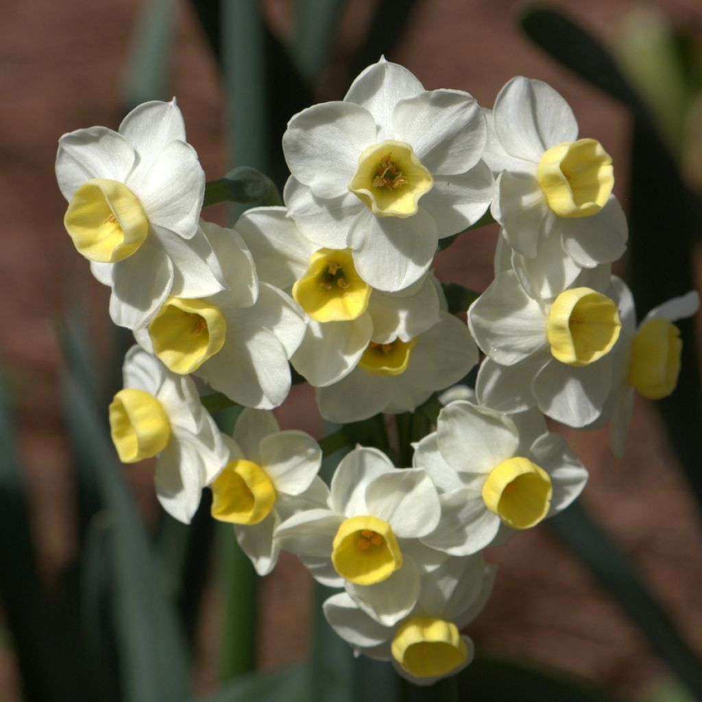 Narcissus tazetta Avalanche