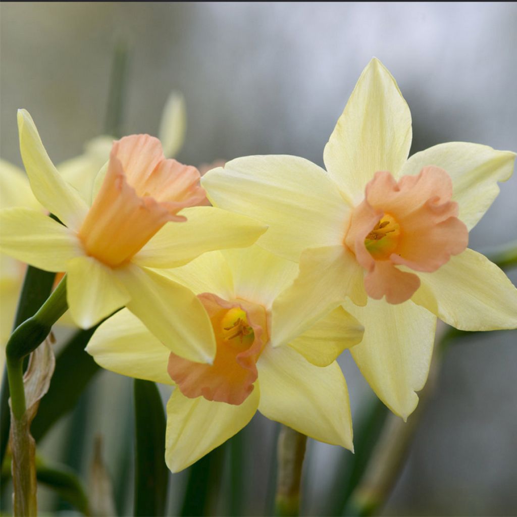 Narcissus Blushing Lady