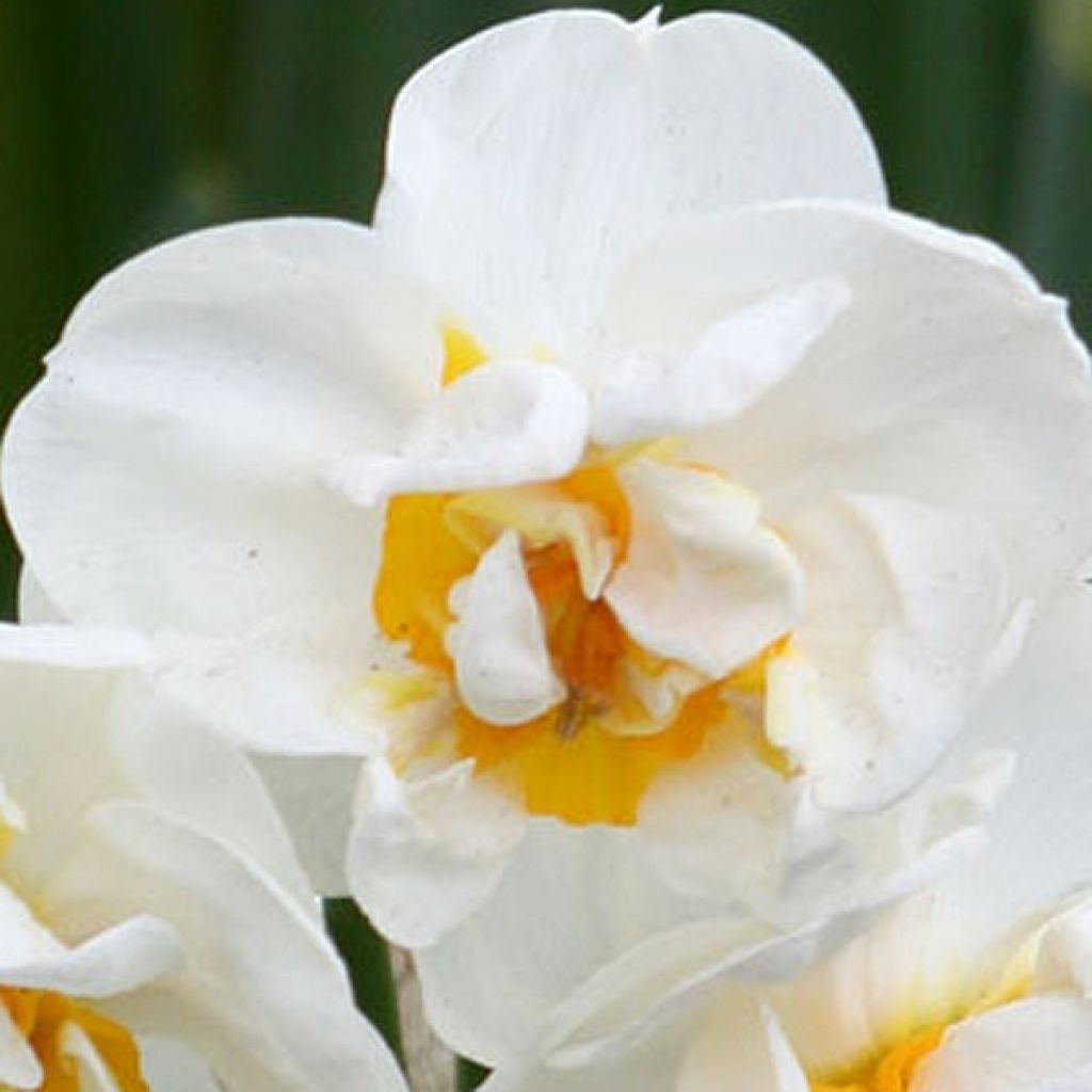 Narcissus tazetta Bridal Crown