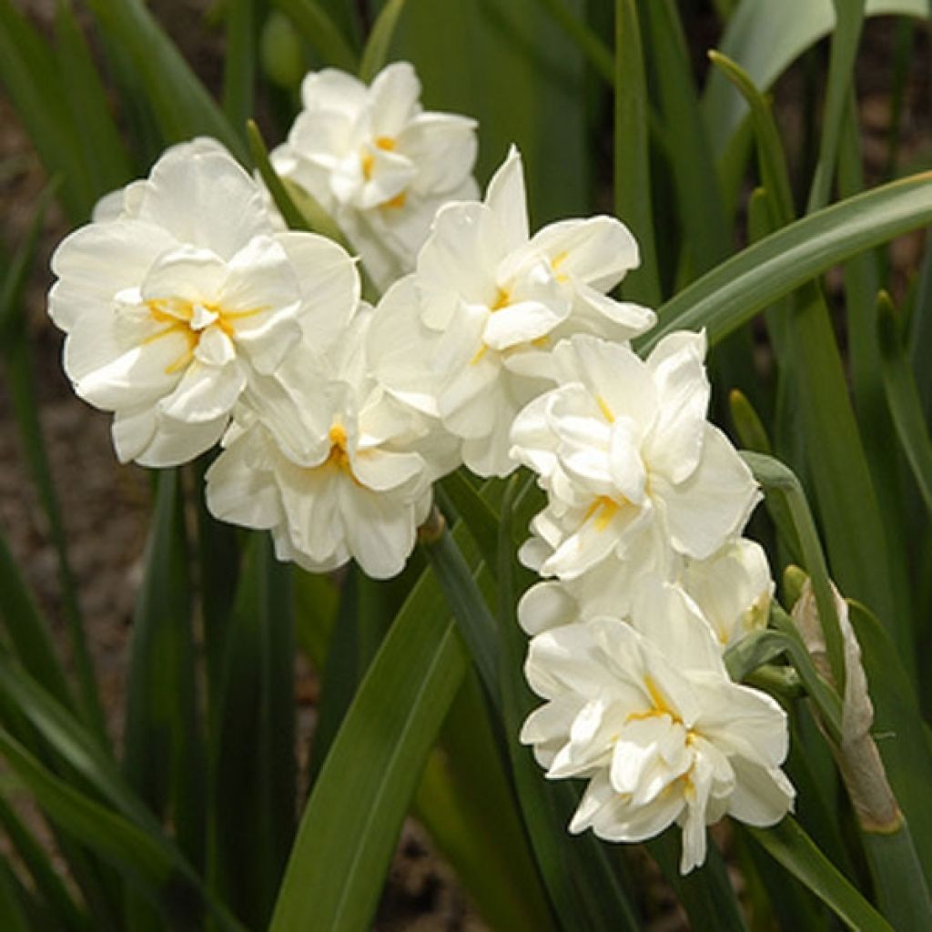 Narcissus tazetta Bridal Crown