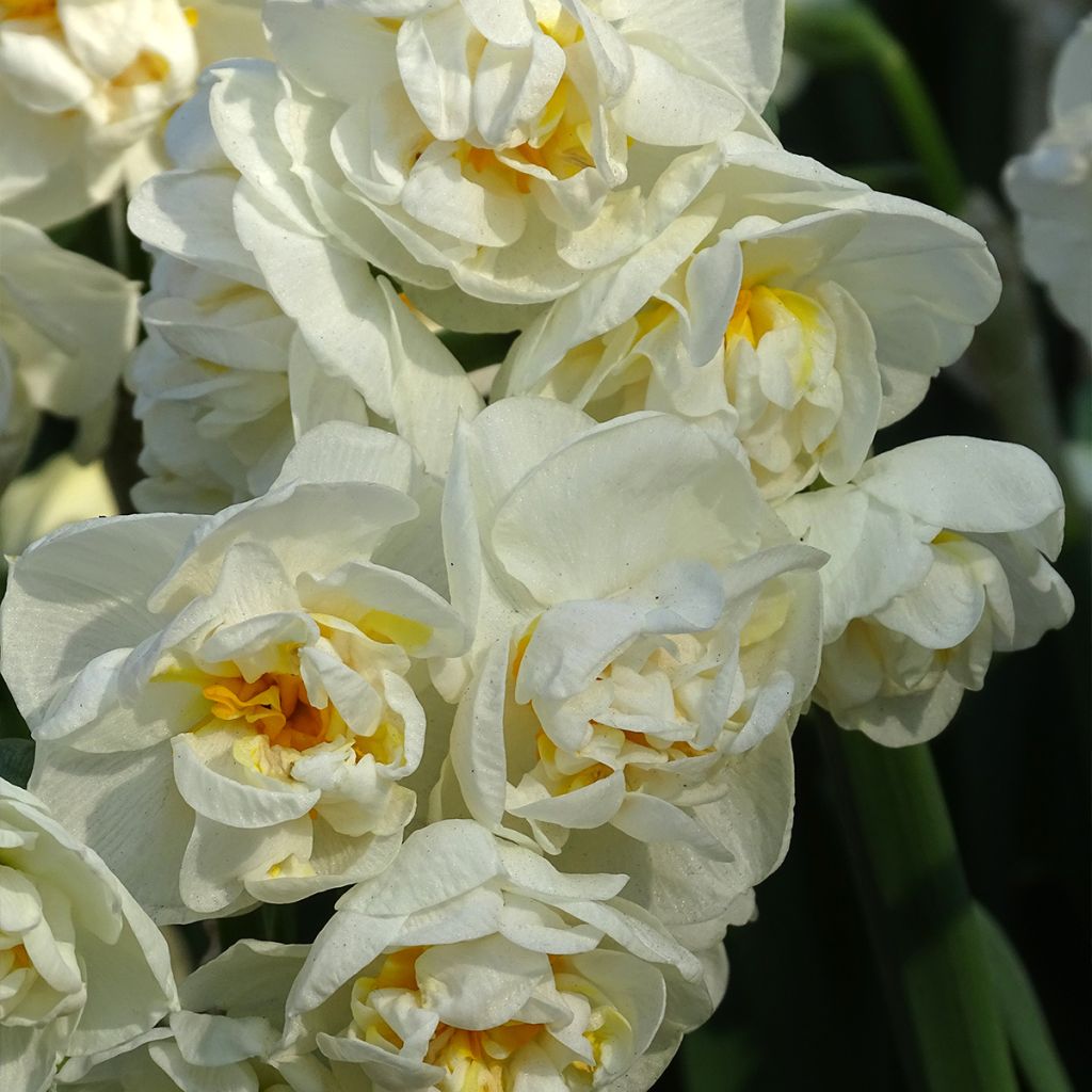 Narcissus tazetta Bridal Crown