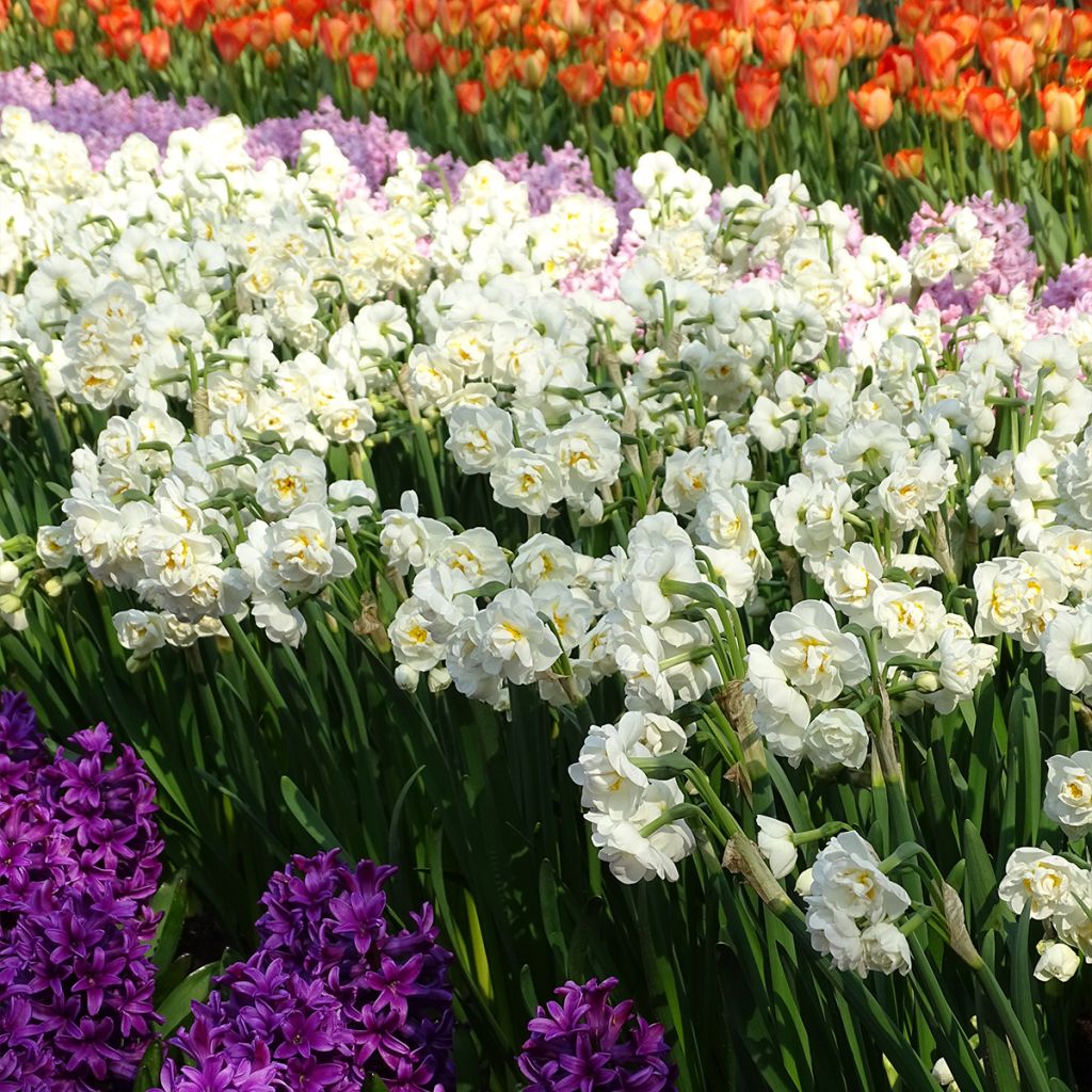 Narcissus tazetta Bridal Crown