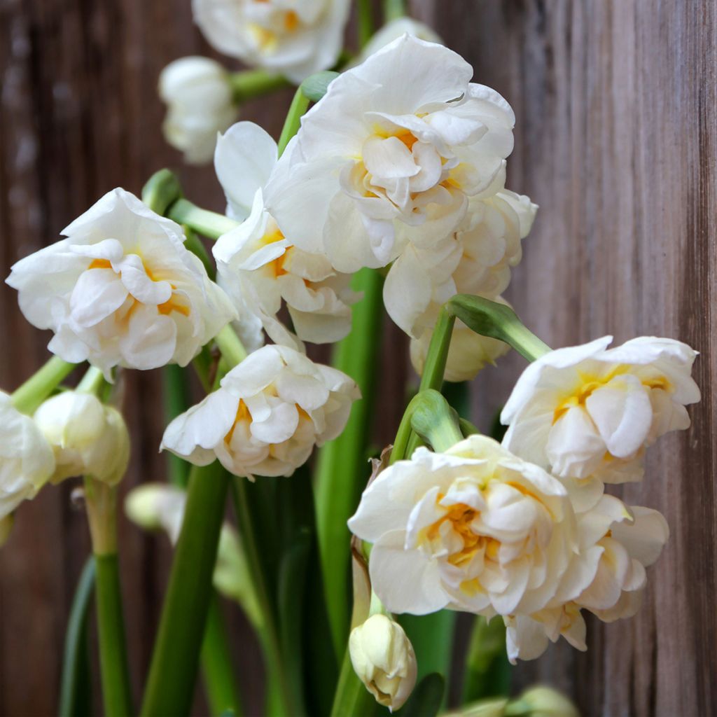 Narcissus tazetta Bridal Crown