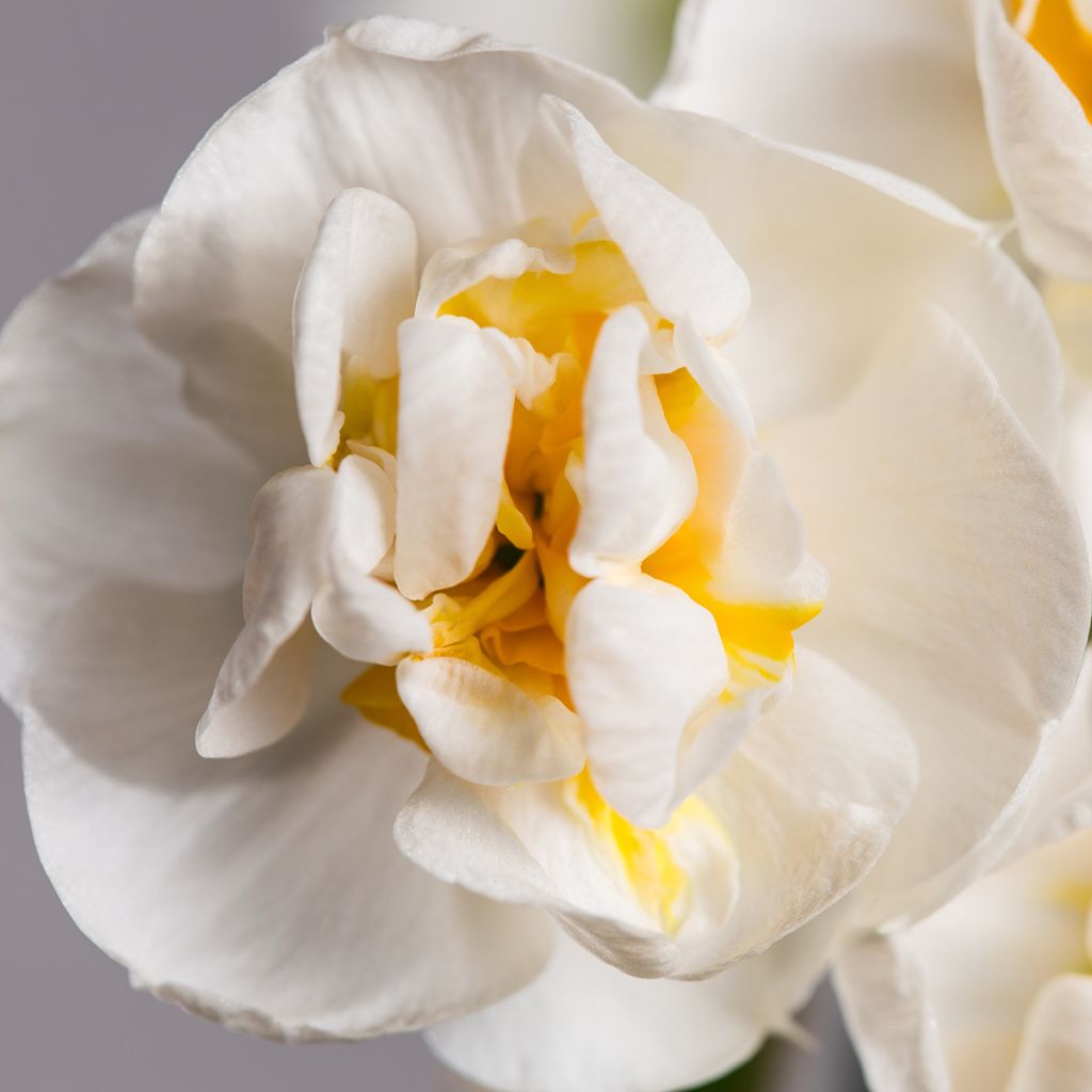 Narcissus tazetta Bridal Crown