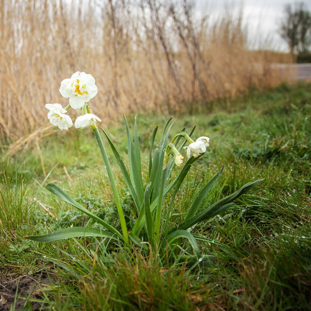 Narcissus tazetta Bridal Crown