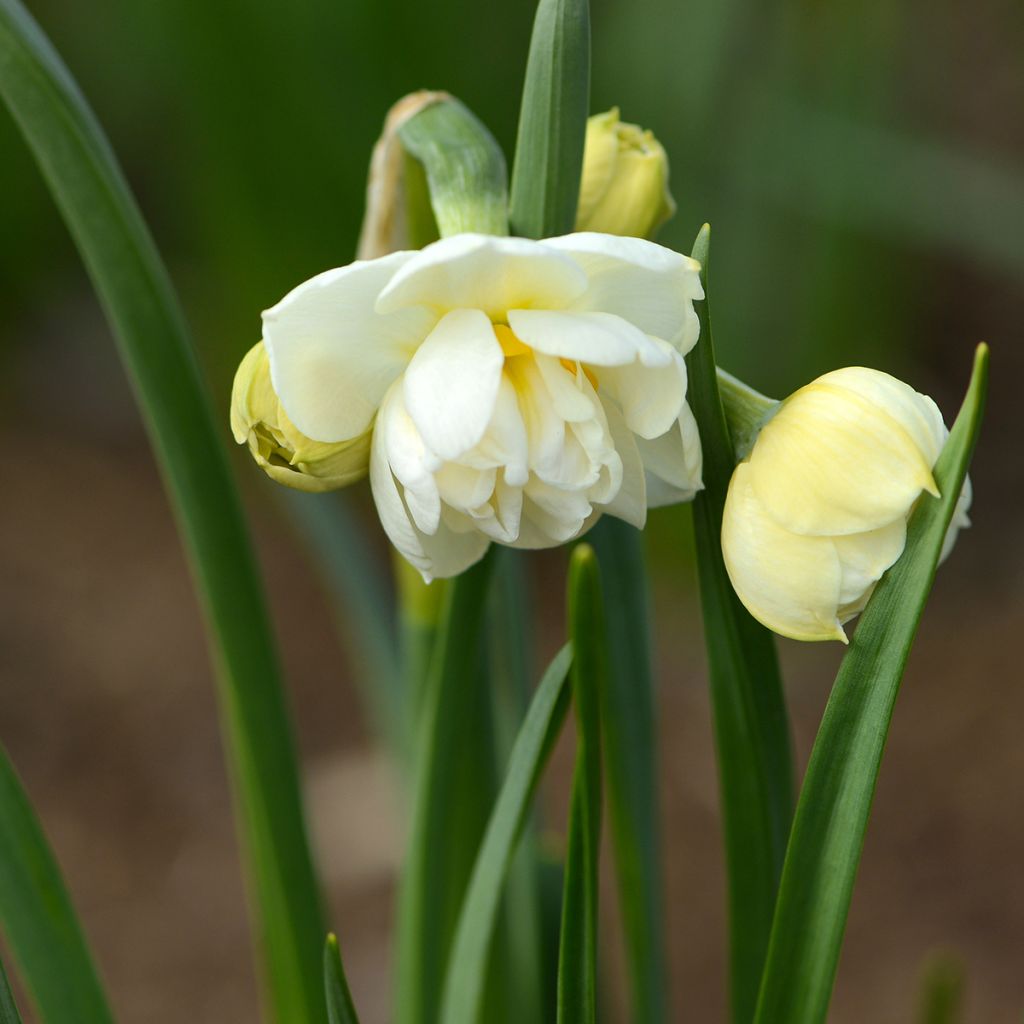 Narcissus tazetta Bridal Crown