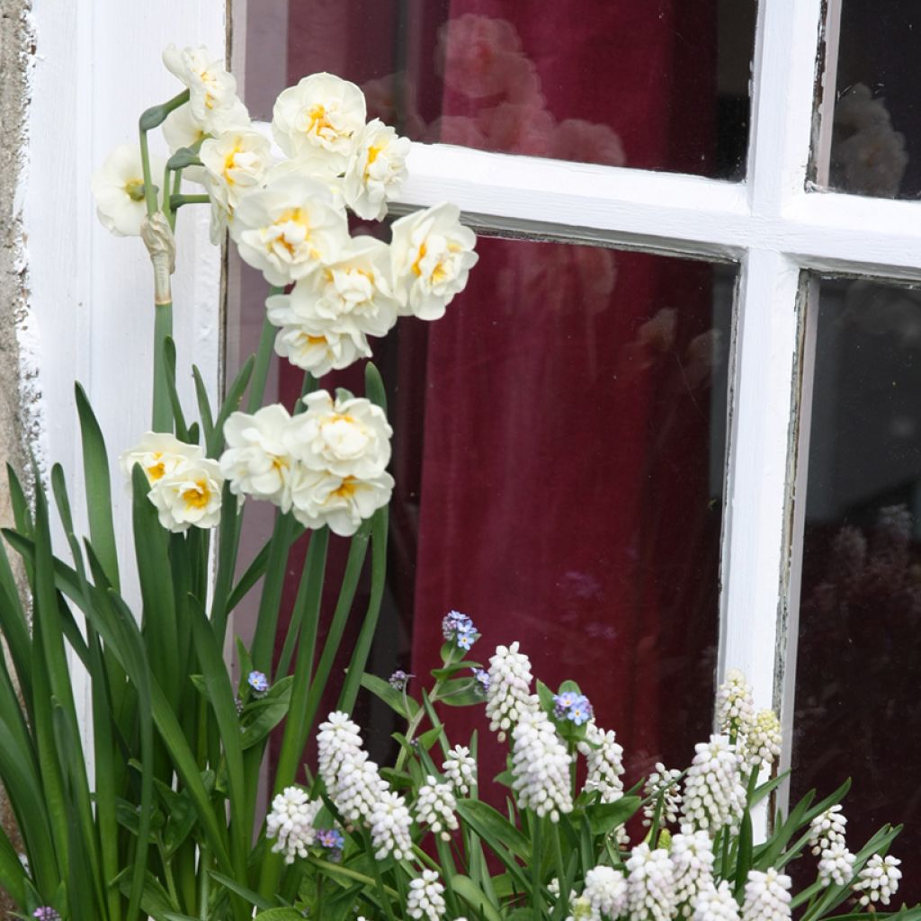 Narcissus tazetta Bridal Crown