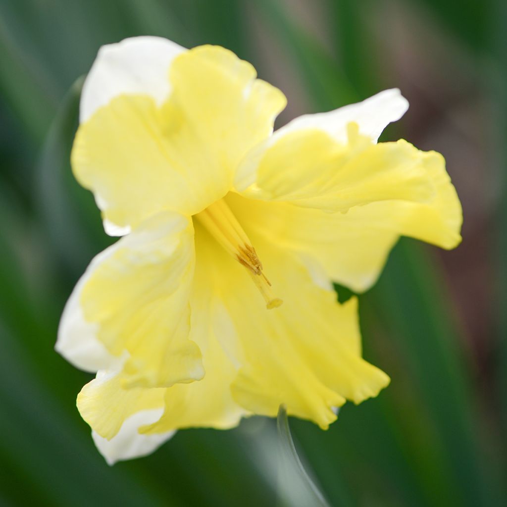 Narcisse Cassata