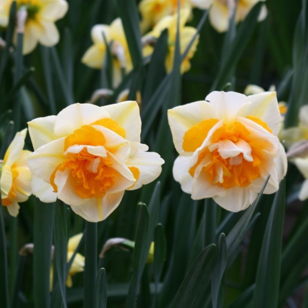 Narcissus Double Beauty