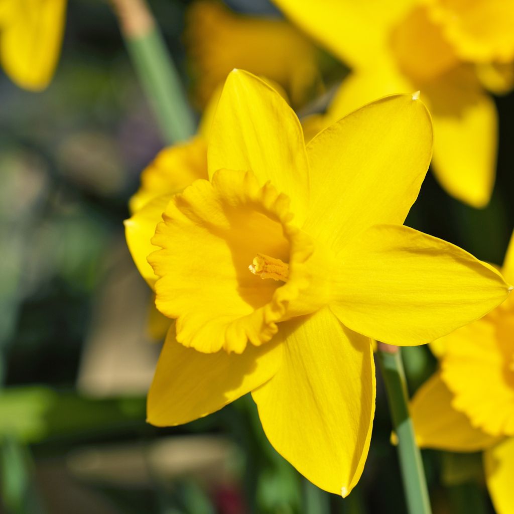 Narcissus Dutch Master