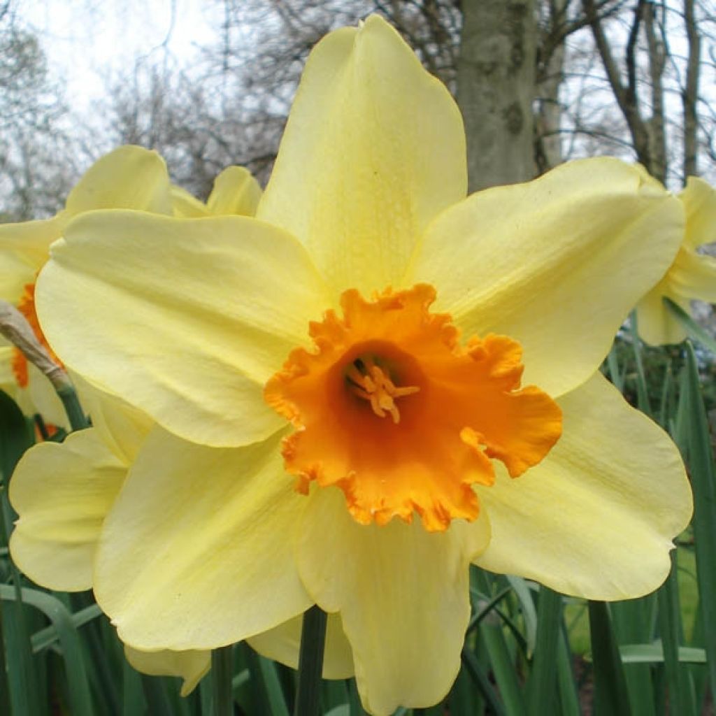 Narcissus Fortissimo