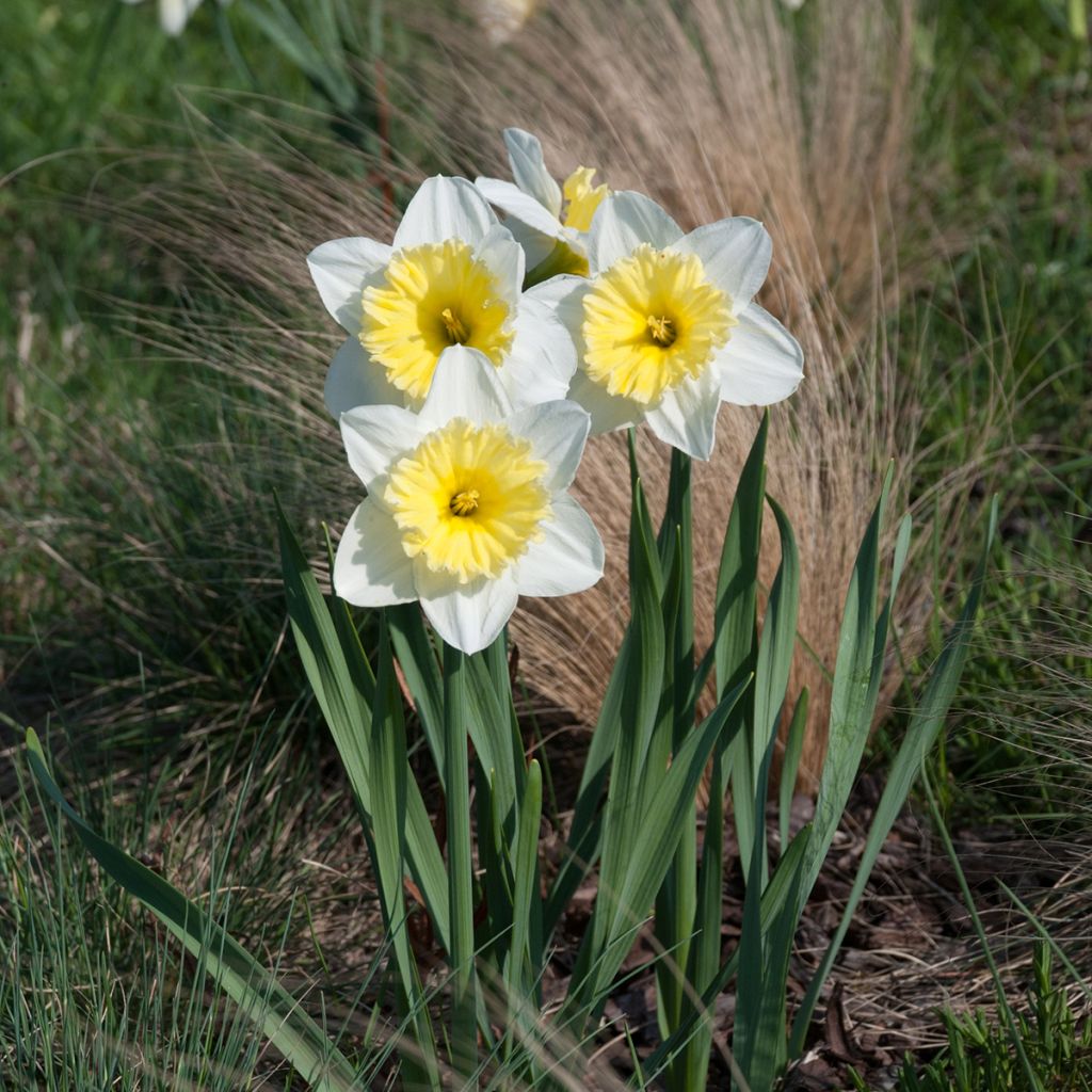 Narcissus Ice Follies