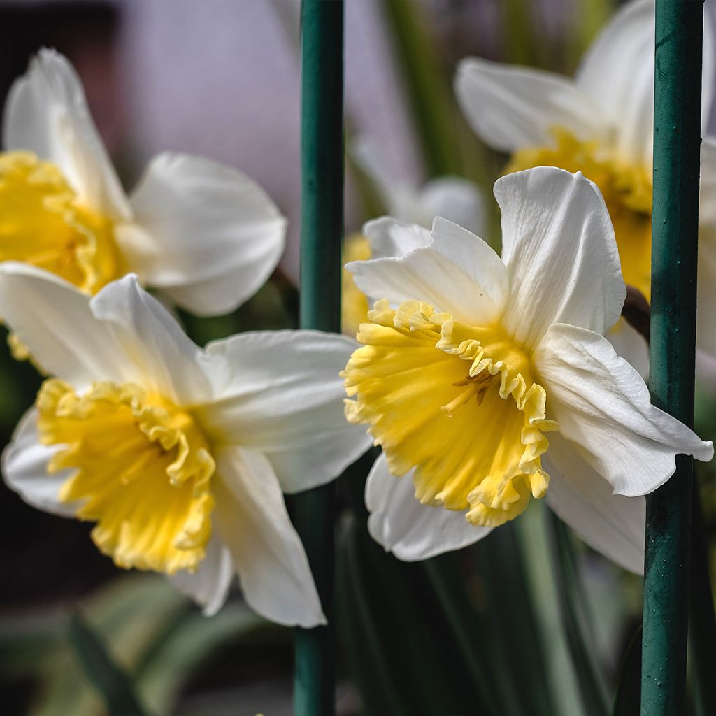 Narcisse Ice Follies