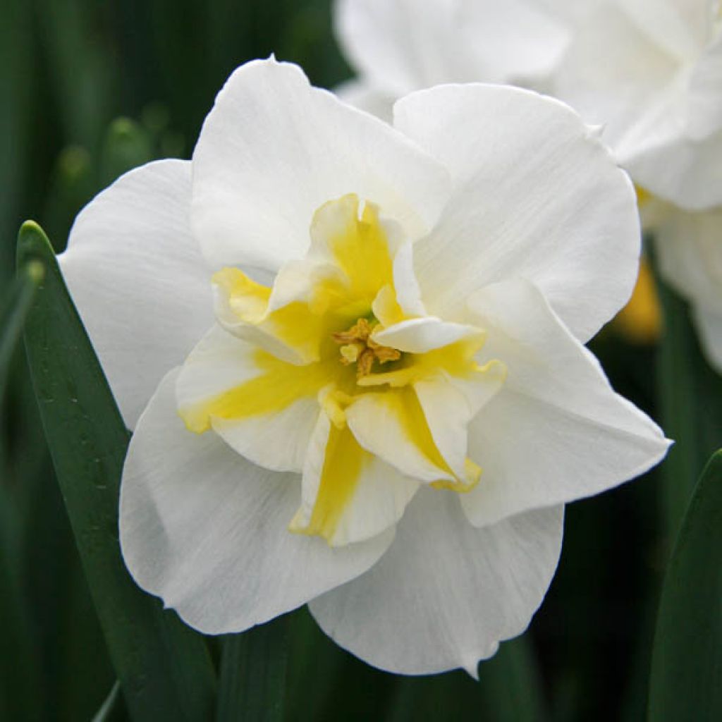 Narcissus Lemon Beauty