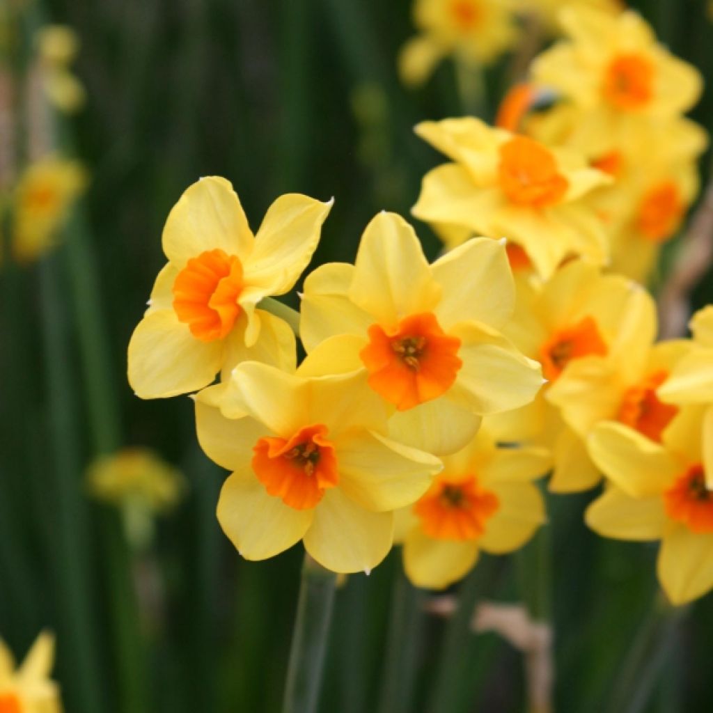 Narcissus Martinette