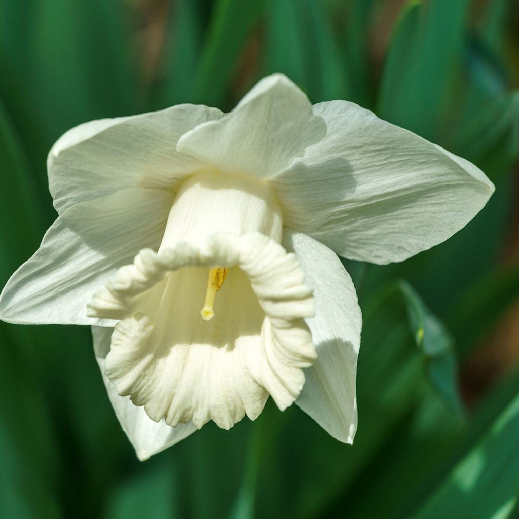 Narcisse Mount Hood