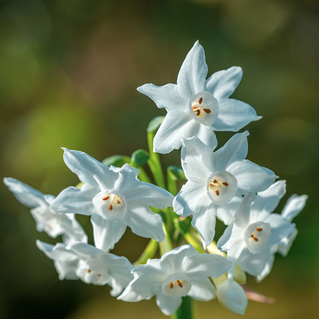 Narcissus papyraceus Paperwhite