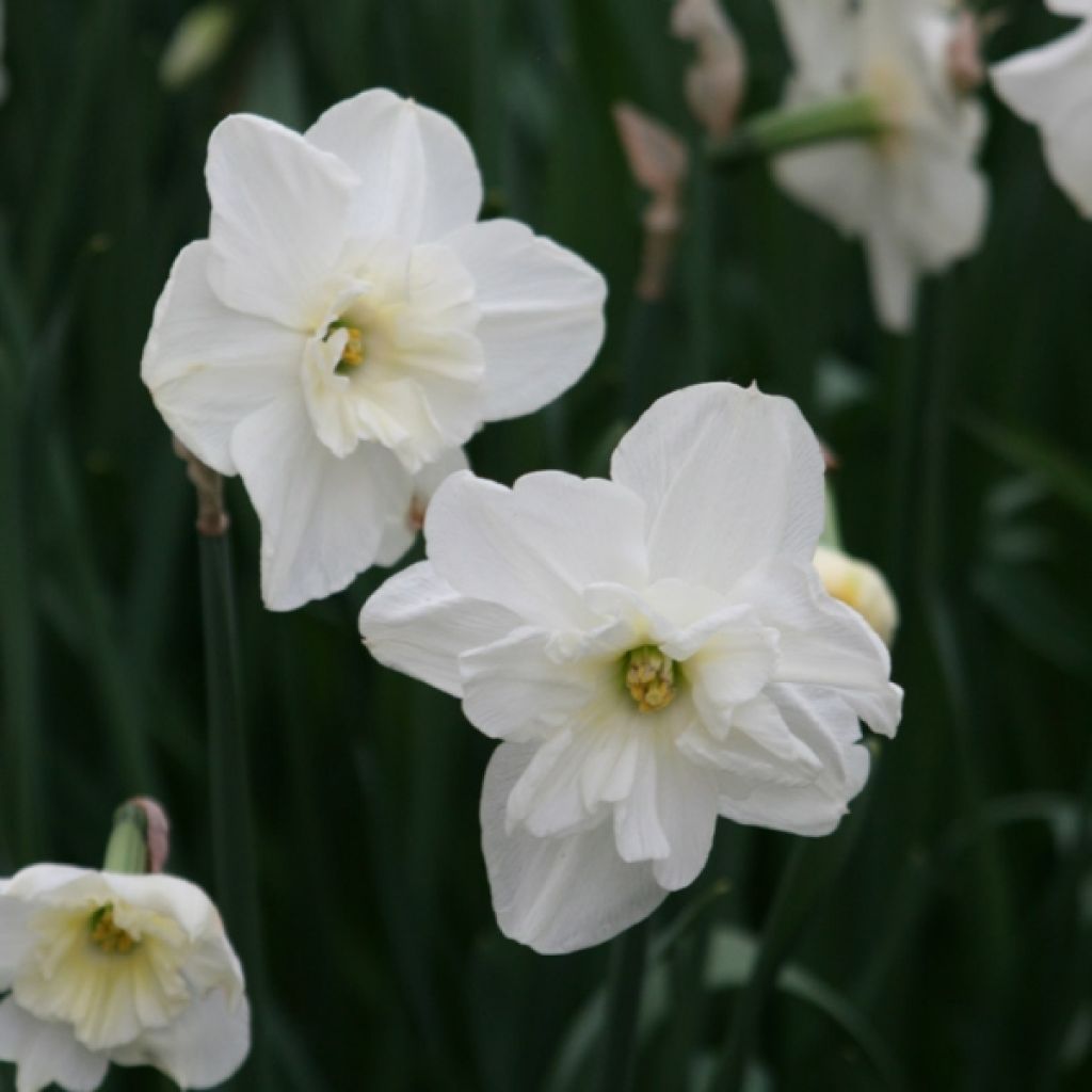 Narcissus Papillon Blanc