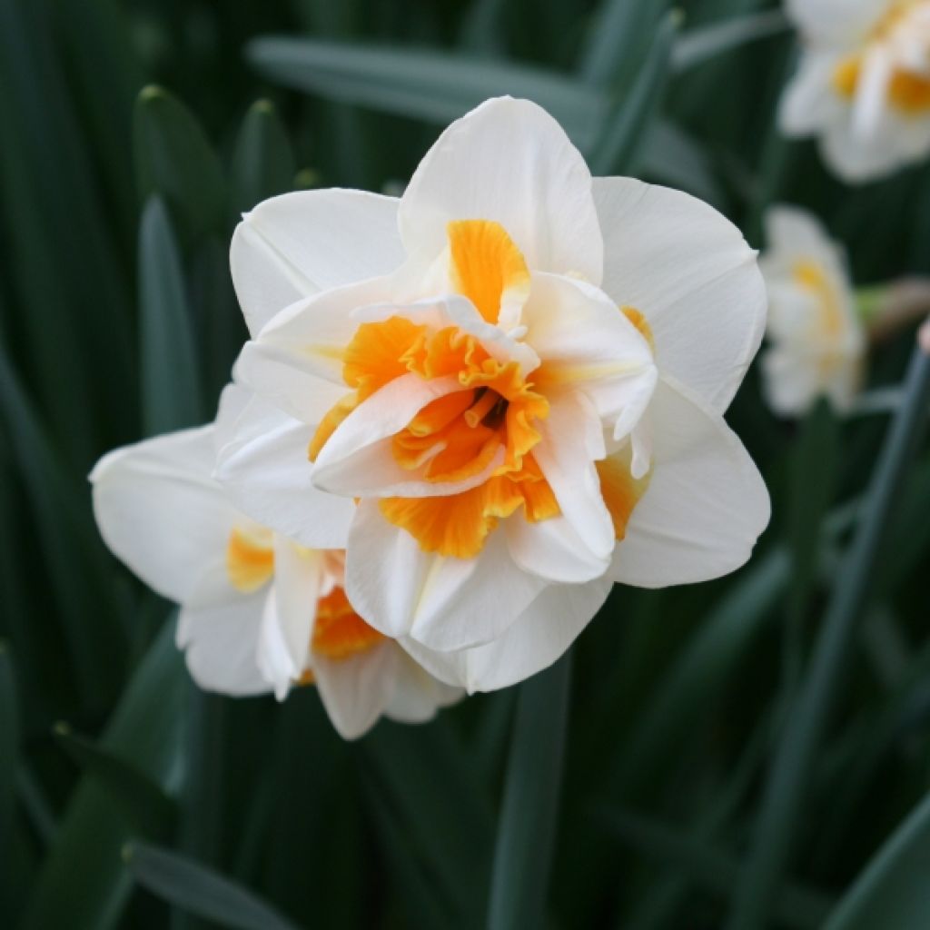 Narcissus Peach Swirl