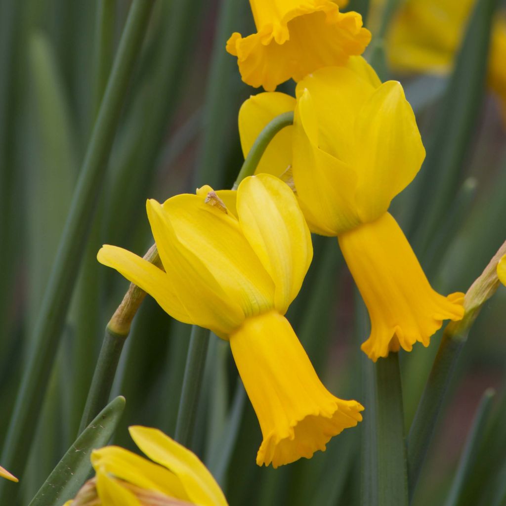 Narcissus cyclamineus Peeping Tom