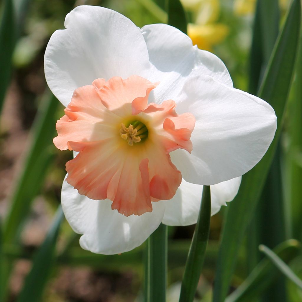 Narcissus Precocious