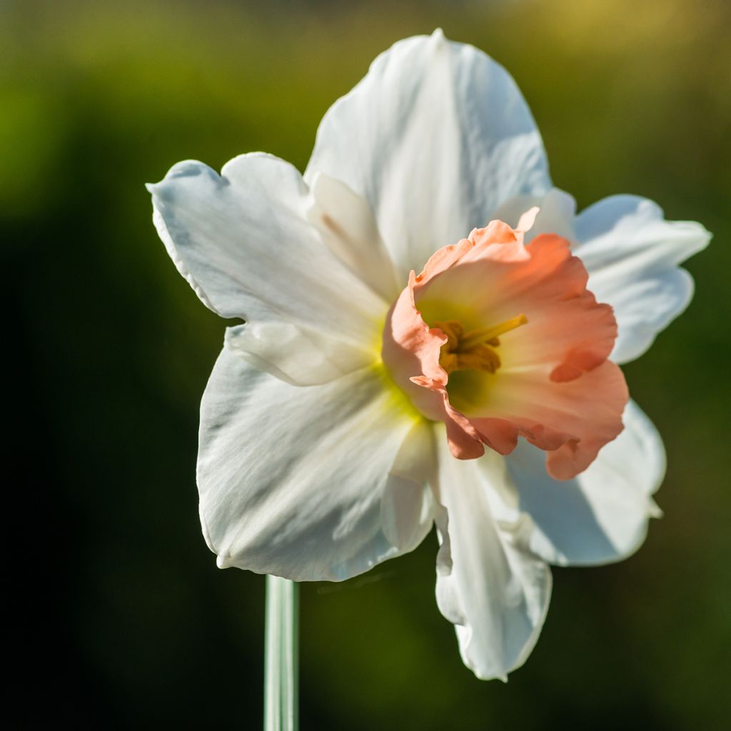 Narcissus Salomé