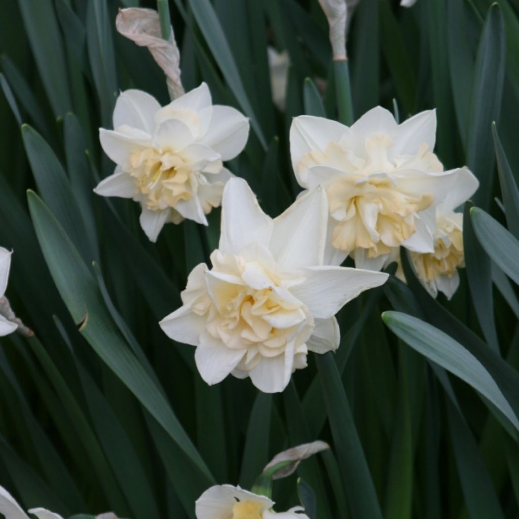 Narcissus Sweet Desire