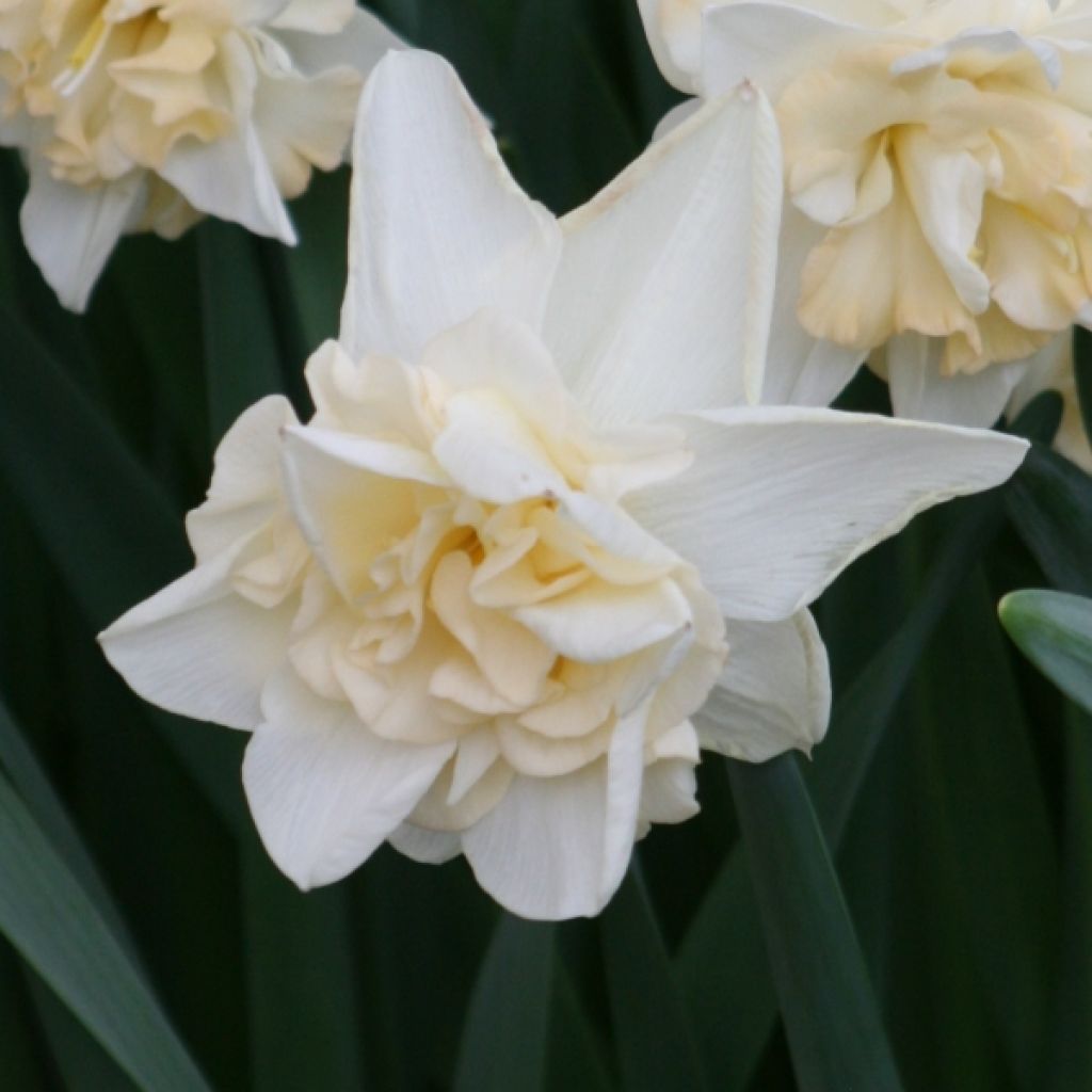 Narcisse à fleurs doubles Sweet Desire