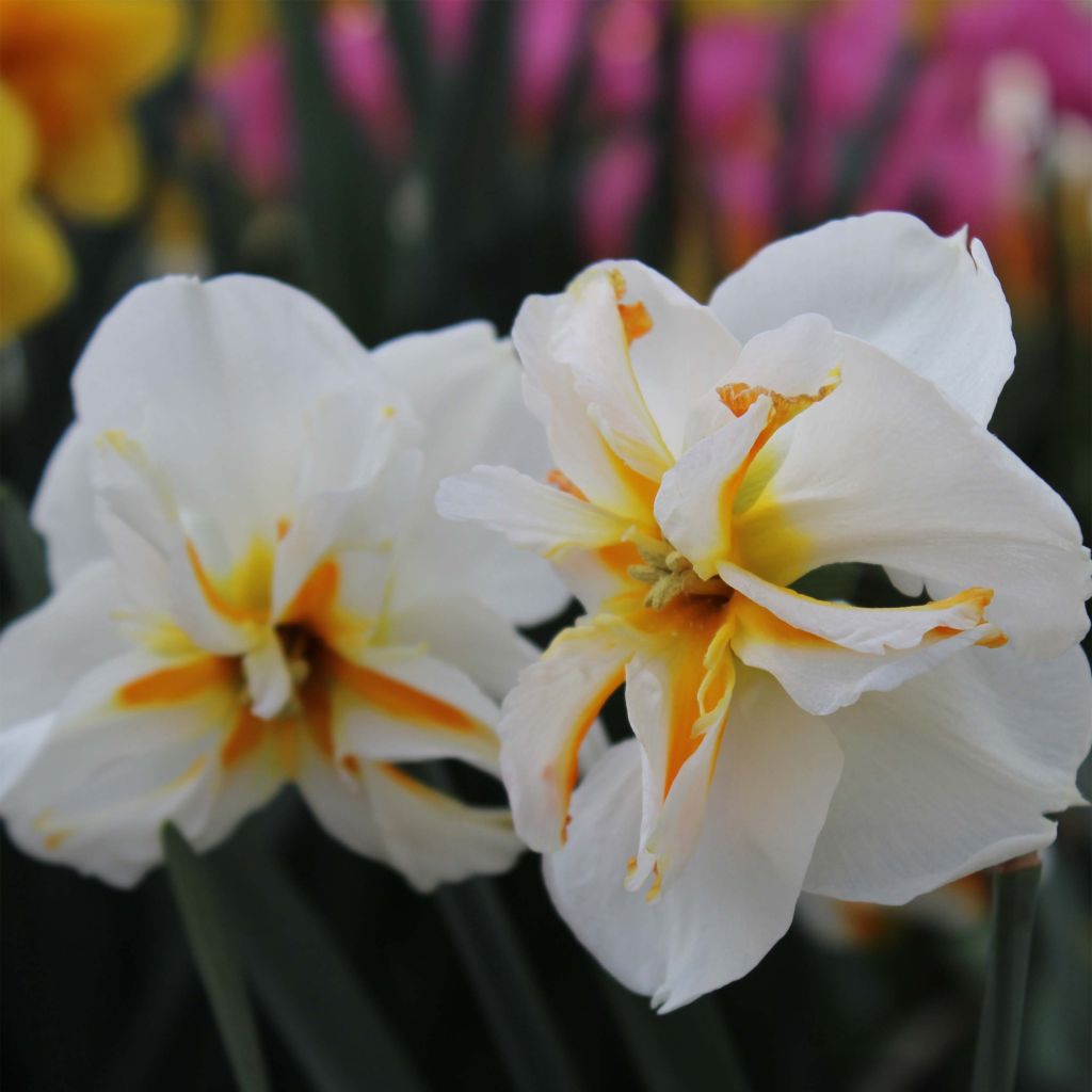 Narcissus Trepolo