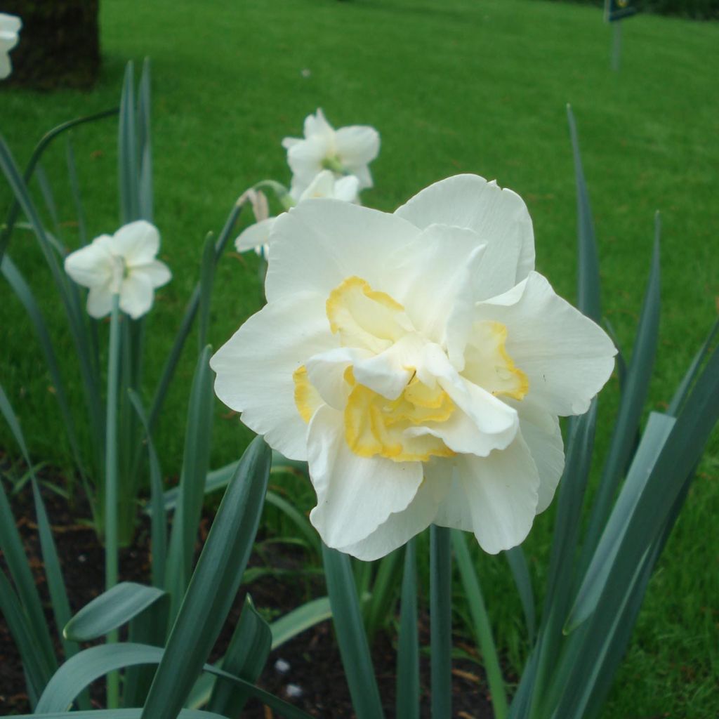 Narcisse White Lion