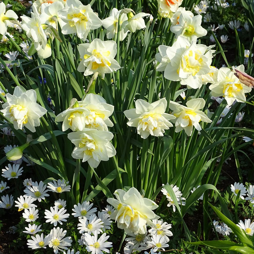 Narcissus White Lion