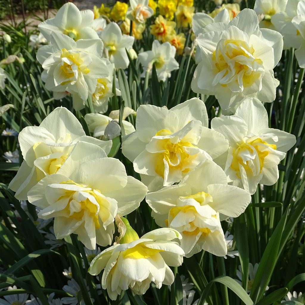 Narcissus White Lion