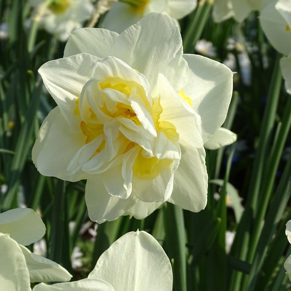 Narcissus White Lion