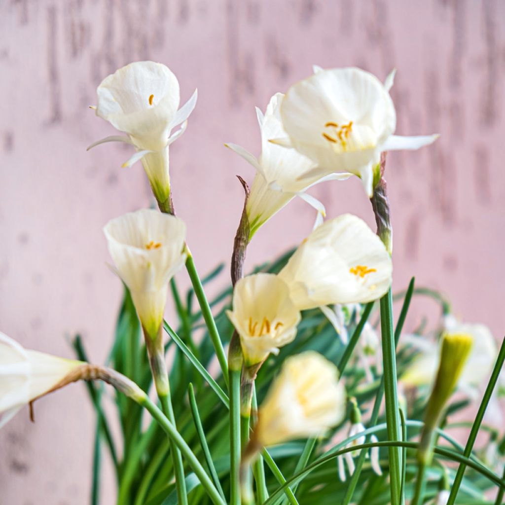 Narcisse bulbocodium Arctic Bells