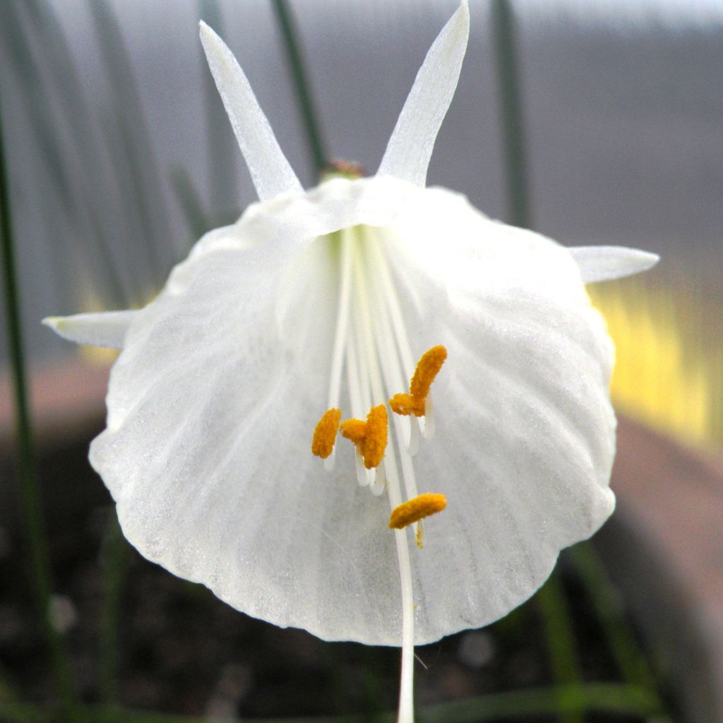 Narcisse bulbocodium White