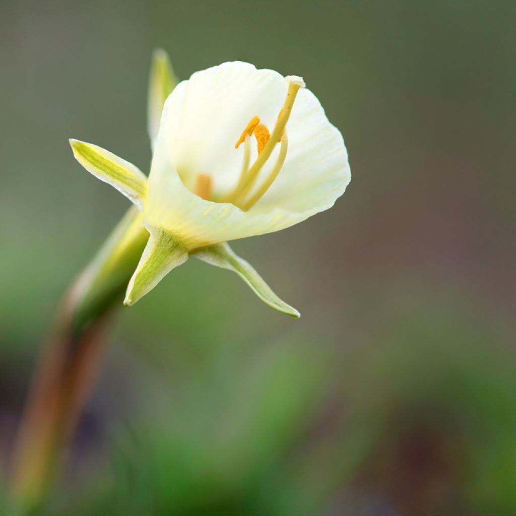 Narzisse bulbocodium White Petticoat