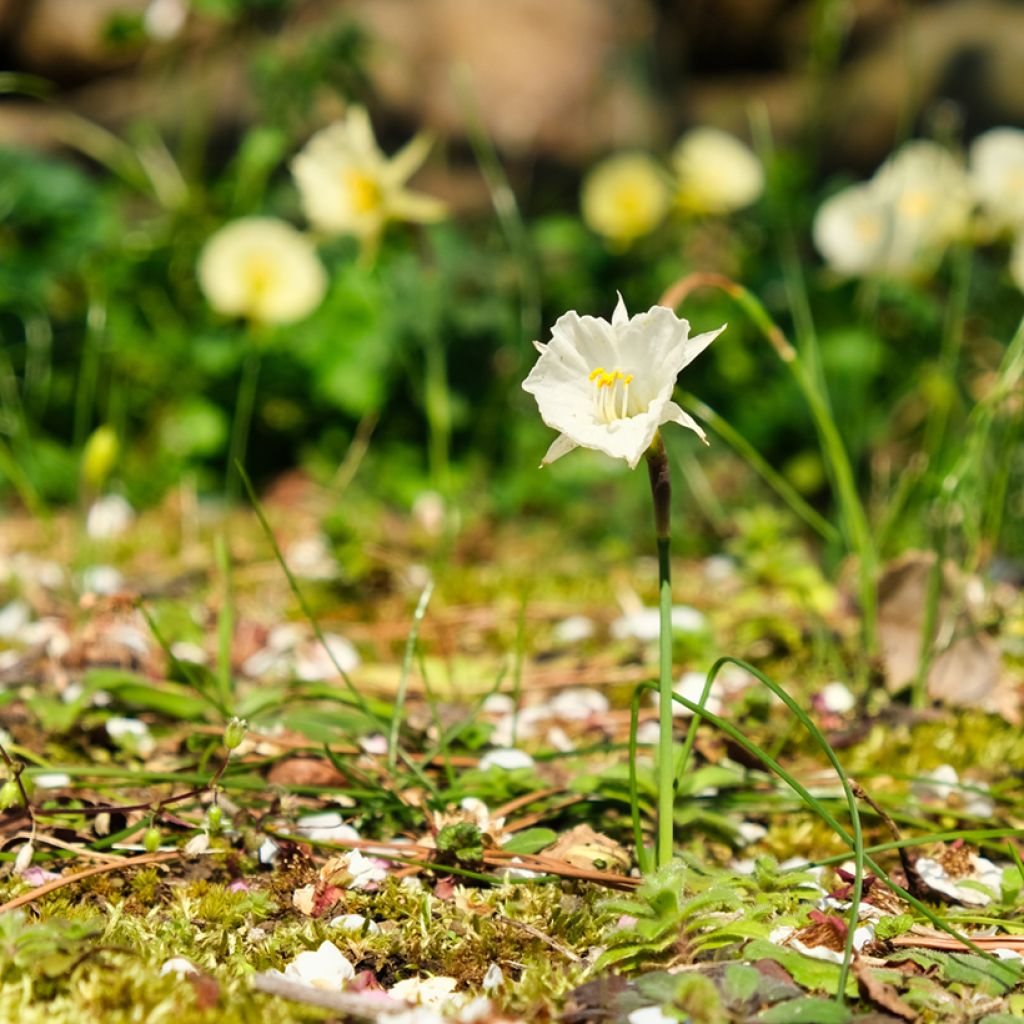 Narzisse bulbocodium White Petticoat