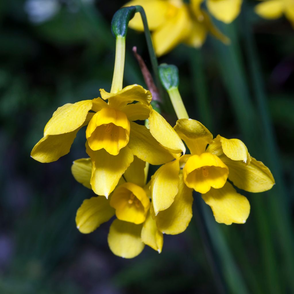 Narcisse fernandesii var. cordubensis