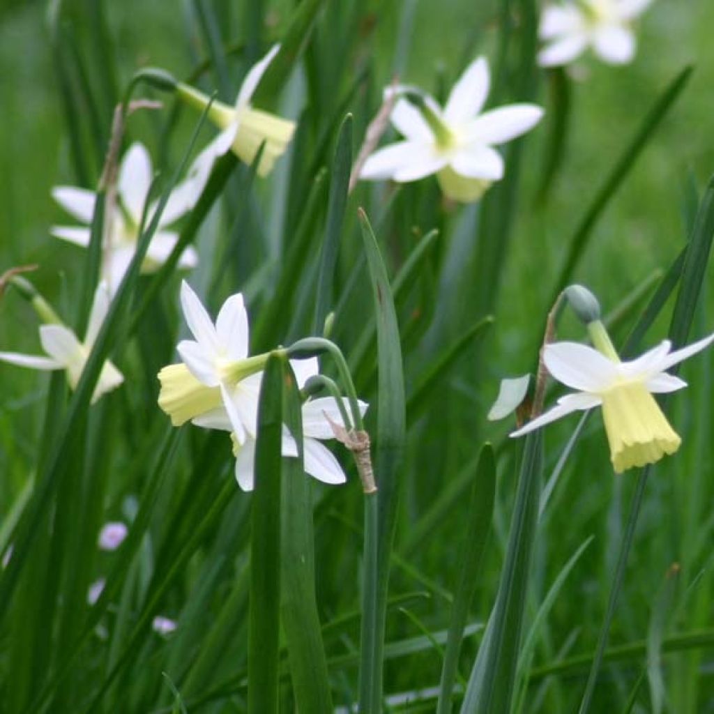 Narcissus Lemon Drops