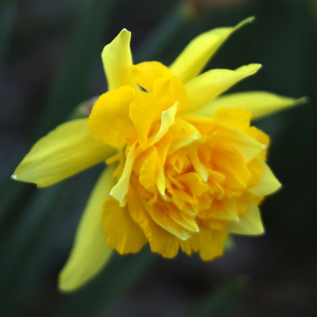 Narcissus odorus Campernelle