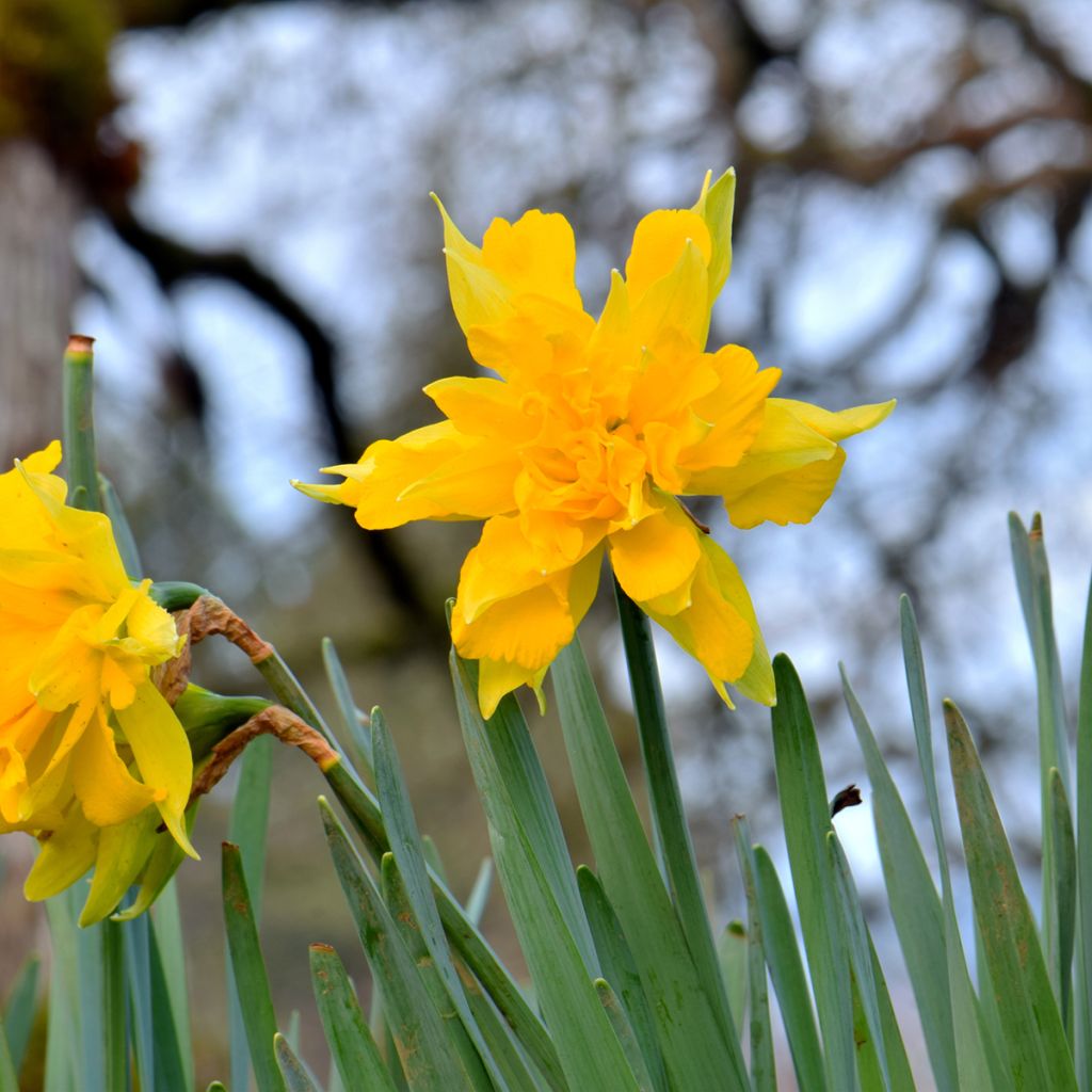 Narcisse odorus Campernelle