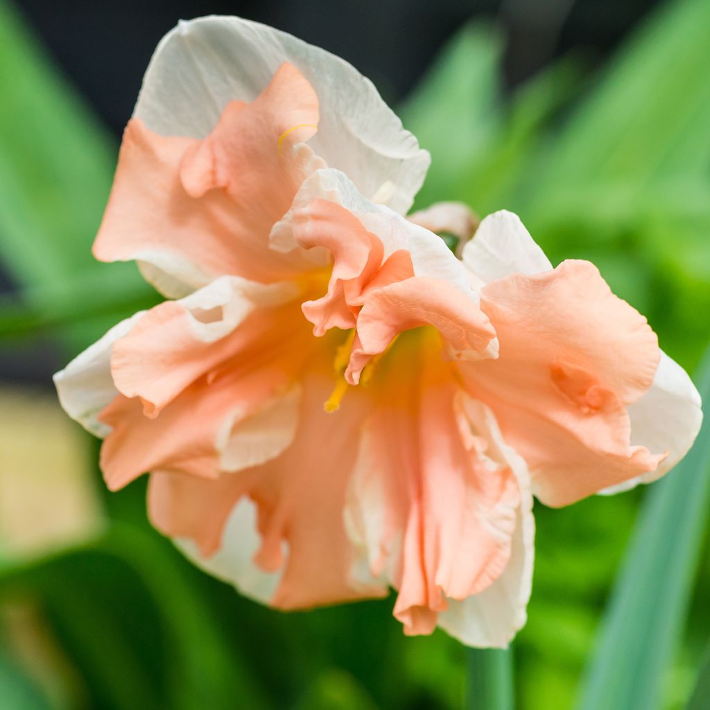 Narcissus Apricot Whirl